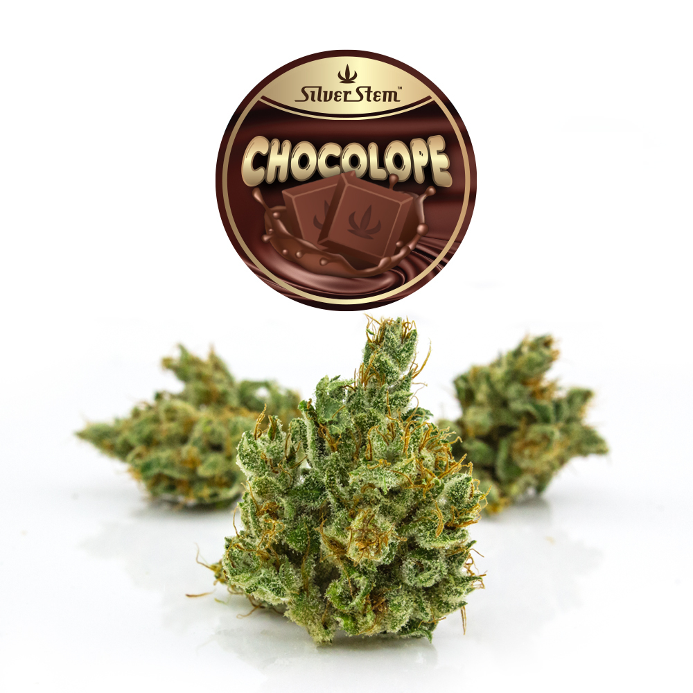 Chocolope Weed Strain Details And Guide