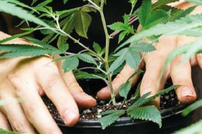 Cultivation Associate