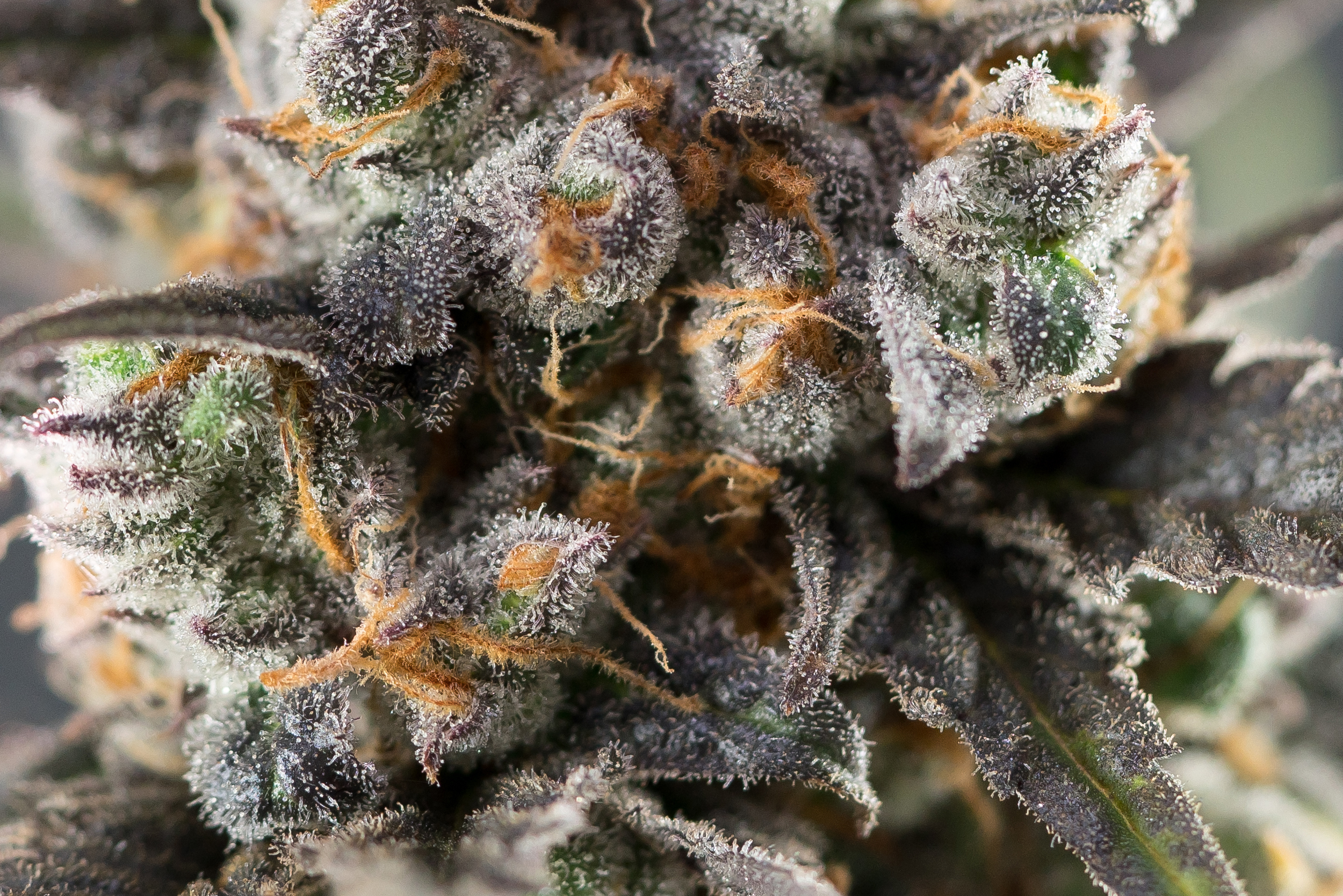 All Strain Mega Sale