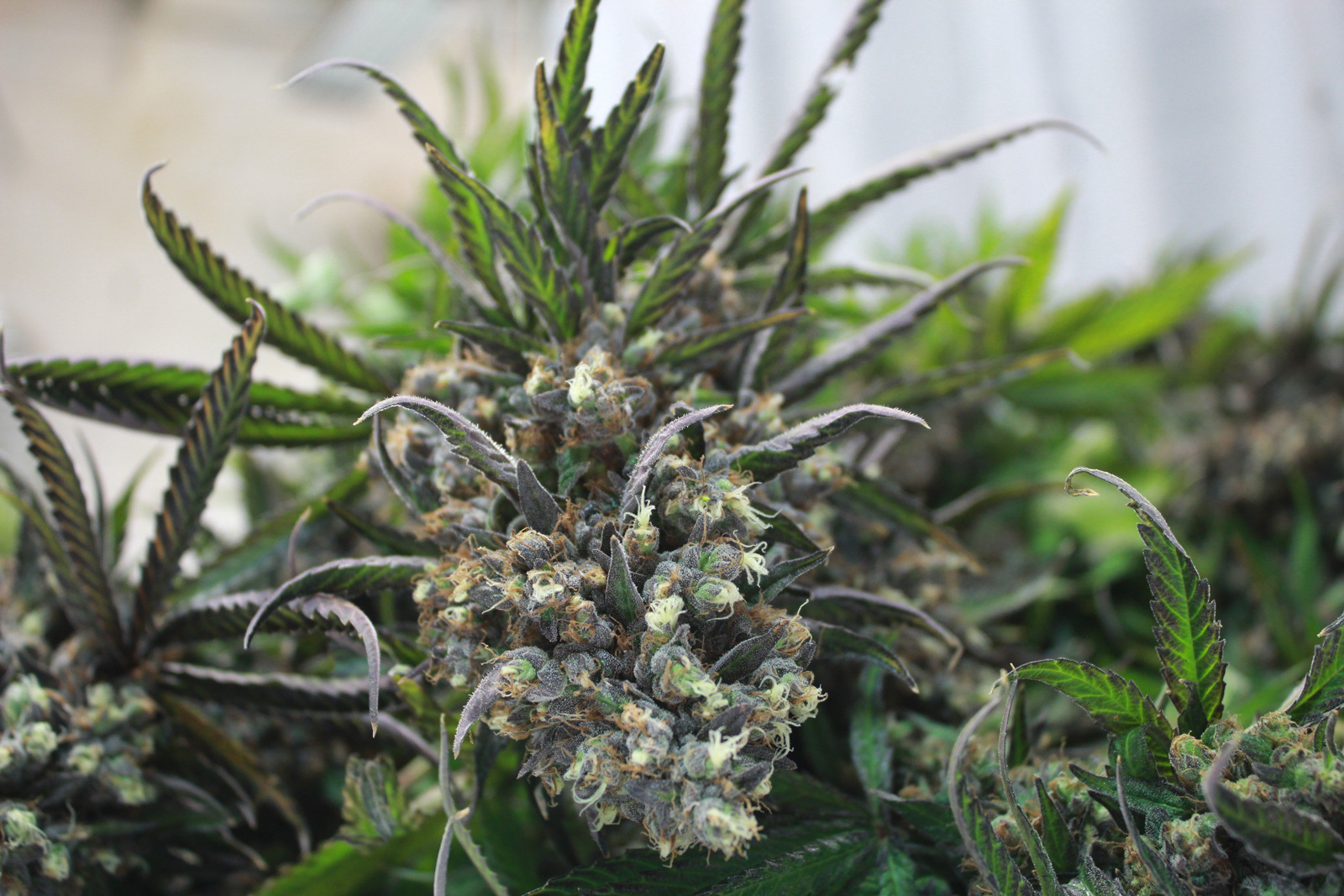 Zkittlez Strain Review A Rare and Unique Flower