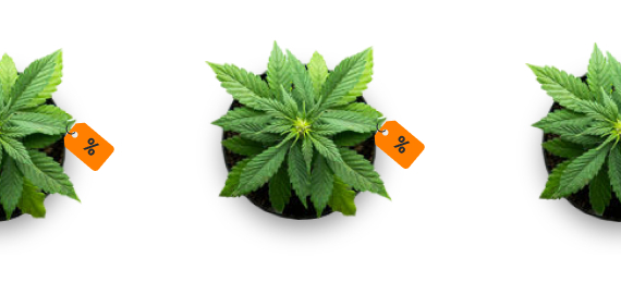 Marijuana Flower and Cannabis Shake deals in Denver