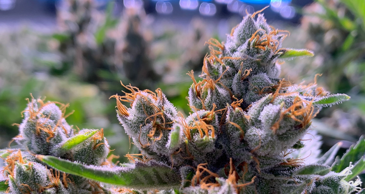 Sour Kush Cannabis Strain Review Denver, Colorado