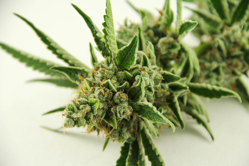 Sour Kush Cannabis Strain Review Denver, Colorado