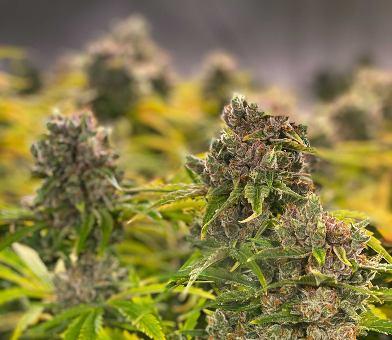 Chocolope Weed Strain Details and Guide