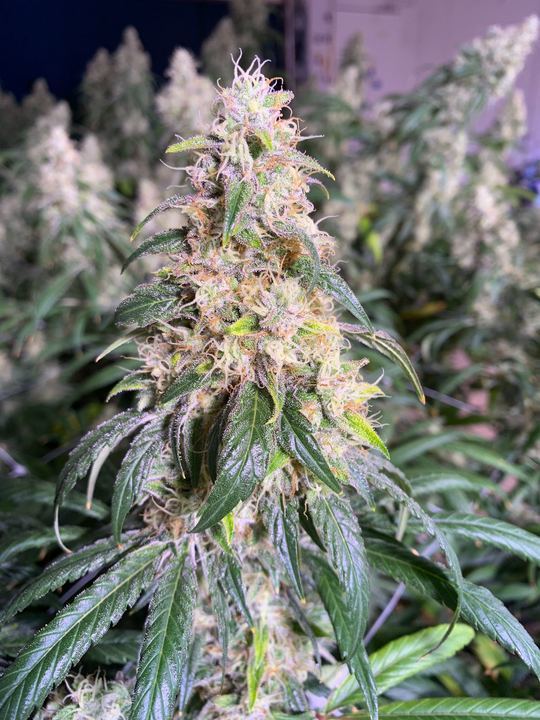 Why Grow Marijuana From Tangie Seeds?