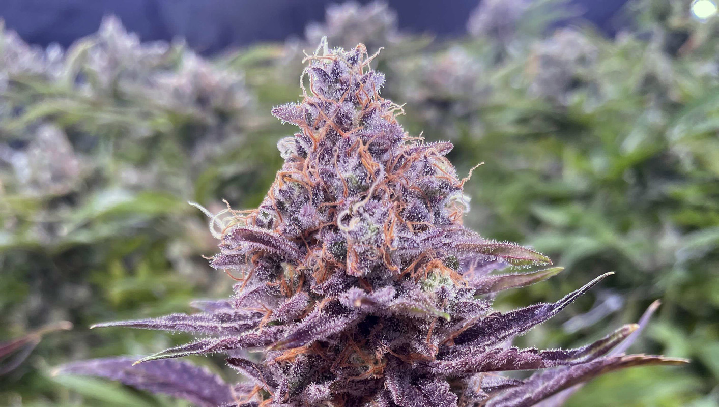 purple sour diesel strain