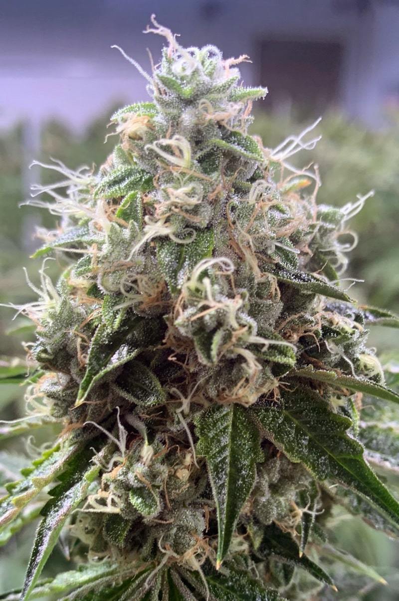 OG Kush - Find OG Kush Weed Strain Information Online - Thrive Nevada