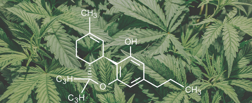 A Comprehensive Guide To THCV Cannabinoid: Effects, Benefits, And ...