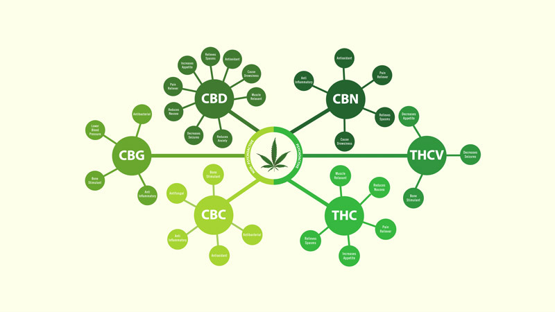 Comprehensive Guide To Cannabinoids: Exploring Beyond THC & CBD