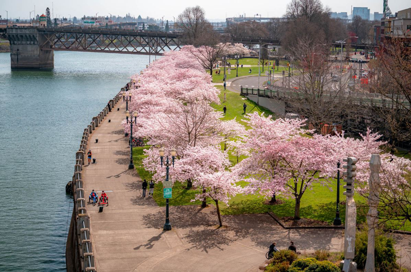 Portland Cherry Blossom Festival. Photo credit embracesomeplace.com