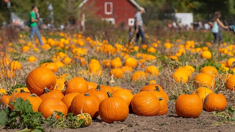 Denver Botanic Gardens at Chatfield Farms pumpkin patch