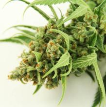 Cherry Durban Poison | Sativa