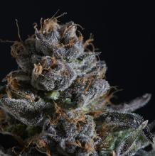 Purple Urkle | Indica