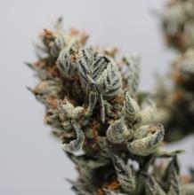 INFERNO JANE Quarter | Blue Glacier Kush 7g Rec