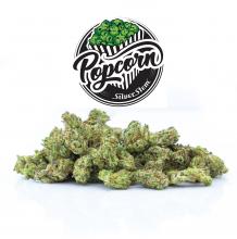 Tangerine Frost Popcorn | Sativa