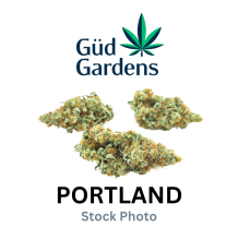 Gud Gardens | Spiked Pineapple Sativa