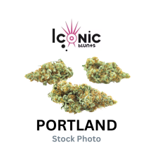 Iconic Blunts | Quad Dawg Hybrid 1.75g