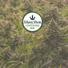 Magic Johnson | Sativa