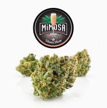Mimosa | Sativa