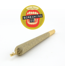 Snowcone Preroll | Sativa