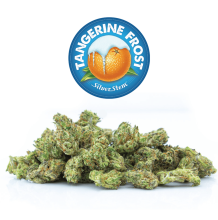 Tangerine Frost Popcorn | Sativa