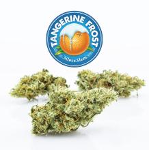 Tangerine Frost | Sativa