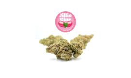 Jilly Glue Strain Review: Effects, Benefits, Terpene Profile