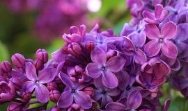 Guaiol Terpene: Benefits, Flavor, and Where to Find It