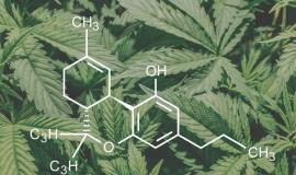 THCV Cannabinoid: What It Is and How It Differs from THC and CBD