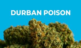 Durban Poison Strain Review: Energetic, Sweet, and Classic