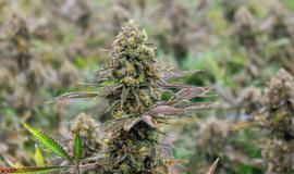 The Rise of Low-THC High-Terpene Strains: Flavor Over Potency