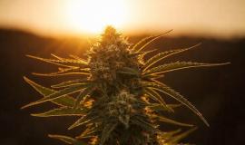 Outdoor Grown Cannabis Explained: Quality, Cost, and Terpene Differences