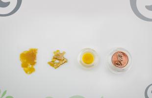 Shatterday. Cannabis Concentrate Saturday