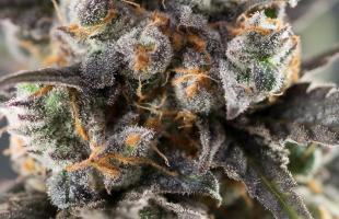All Strain Mega Sale