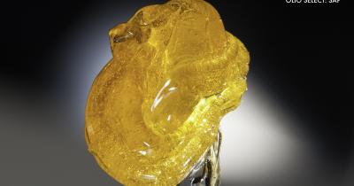 Higher Learning – Everything You Need to Know About 710 Holiday