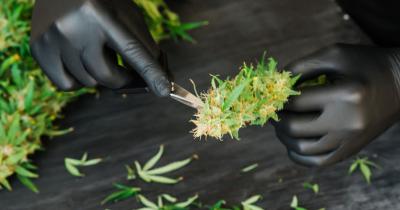 Beginner’s Guide to Growing Cannabis - What You Need and What to Do
