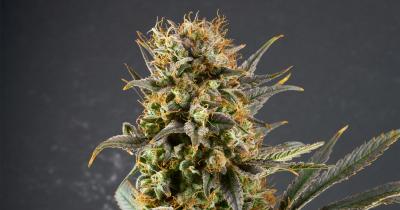 Incredible Power Strain Review. High CBD Medical Hybrid