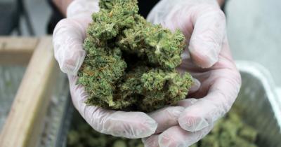 The Cannabis Industry During the Pandemic - Creating Jobs and Bringing in Tax Dollars