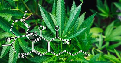 What Is CBDA and What Does It Do