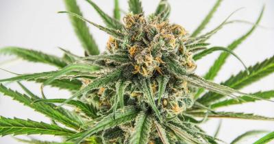 Blue Dream Strain Review