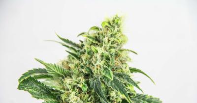 What is Good Cannabis