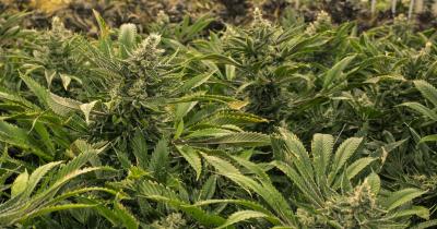 Cannabis and the Environment: A Positive Impact on Ecosystems