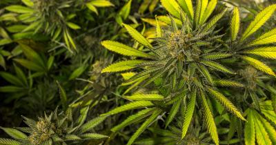 Pesticide Free Cannabis: The Silver Stem Standard