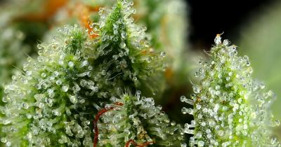Cannabis Trichomes: What Are They and What Do They Do
