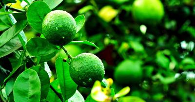 Fenchol Terpene: Effects, Benefits, Strains