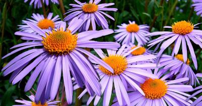 Blue Aster flowers with yellow middle