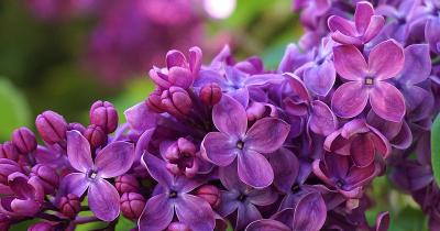 Guaiol Terpene: Benefits, Flavor, and Where to Find It