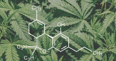 THCV Cannabinoid: What It Is and How It Differs from THC and CBD