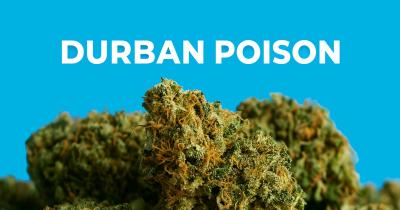 Durban Poison Strain Review: Energetic, Sweet, and Classic