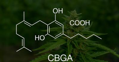 CBGA Cannabinoid: Benefits, Effects, and Its Role in the Cannabis Plant